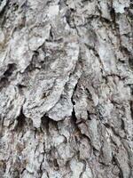 das Rinde Muster ist das nahtlos Textur von das Baum. zum Hintergrund Holz arbeiten, braun Hartholz Rinde foto