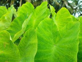 Blätter von das Elefant Ohr Kolokasie Taro Pflanze foto