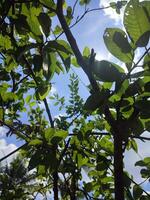 Blätter, Zweige und Guave Bäume im das Garten foto