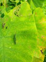 Heuschrecke auf das Blätter von ein Elefant Ohr Kolokasie Taro Pflanze foto