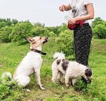 Die Besitzerin trainiert ihren Hund und gibt an einem Sommertag einen Snack im Freien im Park foto