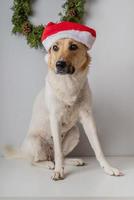 Mischlingshund mit Weihnachtsmütze s