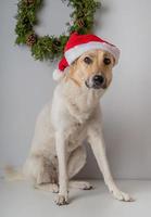Mischlingshund mit Weihnachtsmütze s