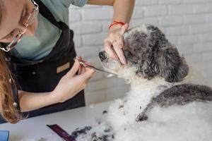 lächelnde Frau, die Bichon Frise Hund im Salon pflegt foto