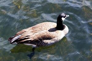 fest Schuss von Kanada Gans Schwimmen im Fluss von über foto