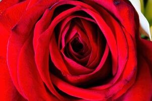 fest Schuss von Altern rot Rose Blütenblätter foto