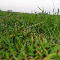 eine Kombination aus grünem Gras foto