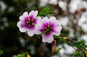 fest Schuss von zwei Weiß und lila Blumen verschwommen Hintergrund foto