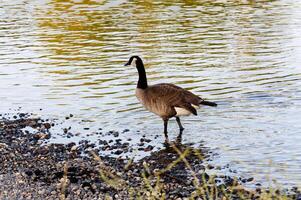 Single Kanada Gans Gehen beim Kante von Fluss foto