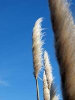 Pflanzen weht im das Wind gegen Blau Himmel foto