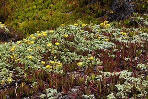 Gelb Blumen auf Grün und rot Eis Pflanzen foto