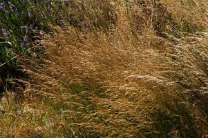 lange wild Gelb Gras mit lila Blumen foto