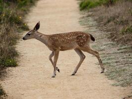 jung Hirsch Kreuzung Wandern Weg Punkt Reyes Kalifornien foto