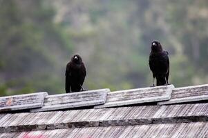 zwei schwarz Vögel Stehen auf oben von Dach foto