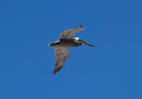 braun Pelikan fliegend allein im klar Blau Himmel foto