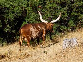 lange Horn Kuh von Afrika beim Tierwelt erhalten Kalifornien foto