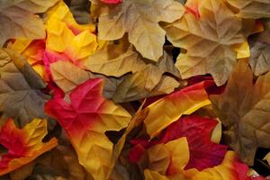 Nahansicht von Seide Herbst Blätter rot Gelb foto