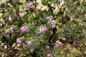 Rosa Blumen auf Manzanita Pflanze montieren Diablo foto