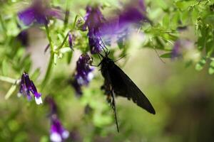 Nahansicht von schwarz Schmetterling auf lila Blume foto