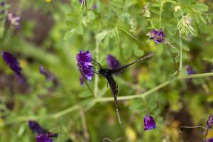 schwarz Schmetterling Trinken von lila Blume draußen foto