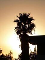 Palme Baum mit Sonne Silhouette foto