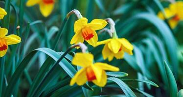 Gelb Narzissen Blühen im Frühling, Nahansicht foto