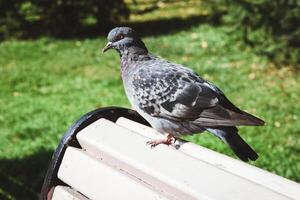 Taube auf ein Bank im Stadt Park foto