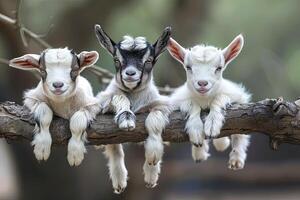 ai generiert Ziege Baby Gruppe von Tiere hängend aus auf ein Zweig, Niedlich, lächelnd, bezaubernd foto