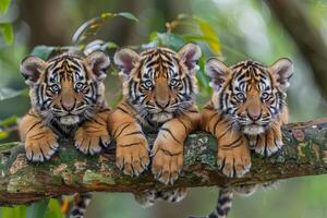 ai generiert Tiger Baby Gruppe von Tiere hängend aus auf ein Zweig, Niedlich, lächelnd, bezaubernd foto