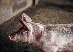 Züchter Schwein mit schmutzig Körper, Nahansicht von Schwein Körper.groß Schwein auf ein Bauernhof im ein Schweinestall, jung groß inländisch Schwein beim Tier Bauernhof drinnen foto