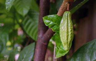 Grün Kakao Schoten wachsen auf Bäume. das Kakao Baum Theobrom Kakao mit Früchte, roh Kakao Kakao Baum Pflanze Obst Plantage foto