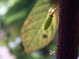 Grün klein Kakao Schoten Ast mit jung Obst und Blühen Kakao Blumen wachsen auf Bäume. das Kakao Baum Theobrom Kakao mit Früchte, roh Kakao Baum Pflanze Obst Plantage foto