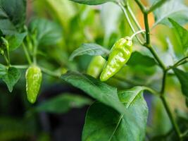 Grün jung Chili Pfeffer auf das Chili Baum foto