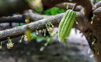 Grün klein Kakao Schoten Ast mit jung Obst und Blühen Kakao Blumen wachsen auf Bäume. das Kakao Baum Theobrom Kakao mit Früchte, roh Kakao Baum Pflanze Obst Plantage foto