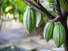 unreif Kakao Schoten wachsen auf Bäume. das Kakao Baum Theobrom Kakao mit Früchte, Grün Kakao roh Kakao Baum Pflanze Obst Plantage foto