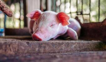 ein eine Woche alt Ferkel süß Neugeborene schließen Ihre Augen und Schlafen auf das Schwein Bauernhof mit andere Ferkel, Nahansicht foto