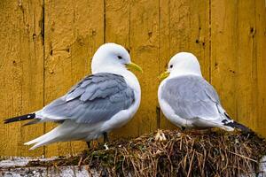 Möwe Vogel schließen oben foto