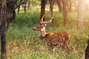 schön männlich chital oder entdeckt Hirsch im Ranthambore National Park, Rajasthan, Indien foto