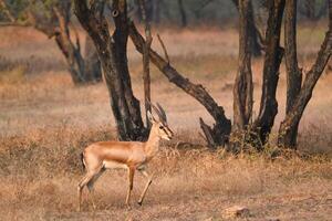 indisch benetti Gazelle oder Chinkara im Rathnambor National Park, Rajasthan, Indien foto