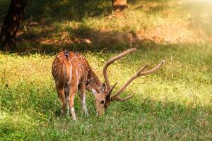 schön männlich chital oder entdeckt Hirsch im Ranthambore National Park, Rajasthan, Indien foto