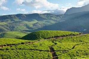 Tee Plantagen. Munnar, Kerala, Indien foto