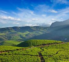 Tee Plantagen. Munnar, Kerala, Indien foto