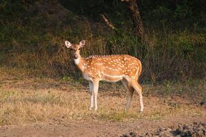 jung weiblich chital oder entdeckt Hirsch im Ranthambore National Park. Rajasthan, Indien foto