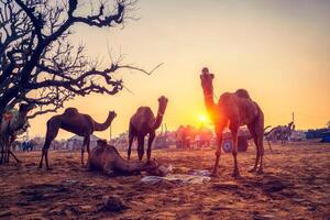 Pushkar mela Kamel Messe Festival im Feld Essen Kauen beim Sonnenuntergang. Pushkar, Rajasthan, Indien foto