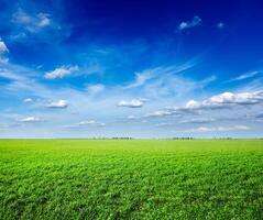 Feld des grünen frischen Grases unter blauem Himmel foto