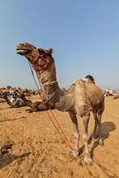 Kamele beim Pushkar mela Pushkar Kamel gerecht, Indien foto