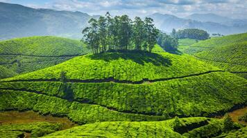 Grün Tee Plantagen im Indien foto