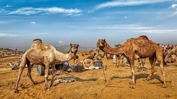 Kamele beim Pushkar mela Kamel gerecht, Indien foto