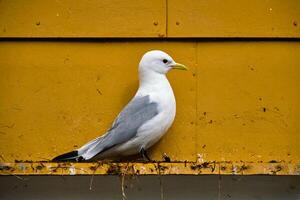 Möwe Vogel schließen oben foto