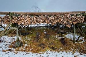 Trocknen Flocken zum Stockfisch Kabeljau Fisch im Winter. Lofoten Inseln, foto